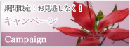 期間限定!お見逃しなく キャンペーンへ